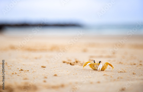 Little Crab