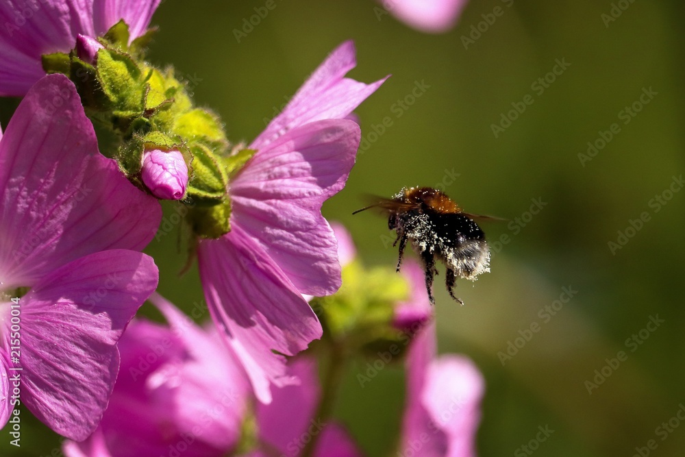 The Busy Bee The Busy Bee