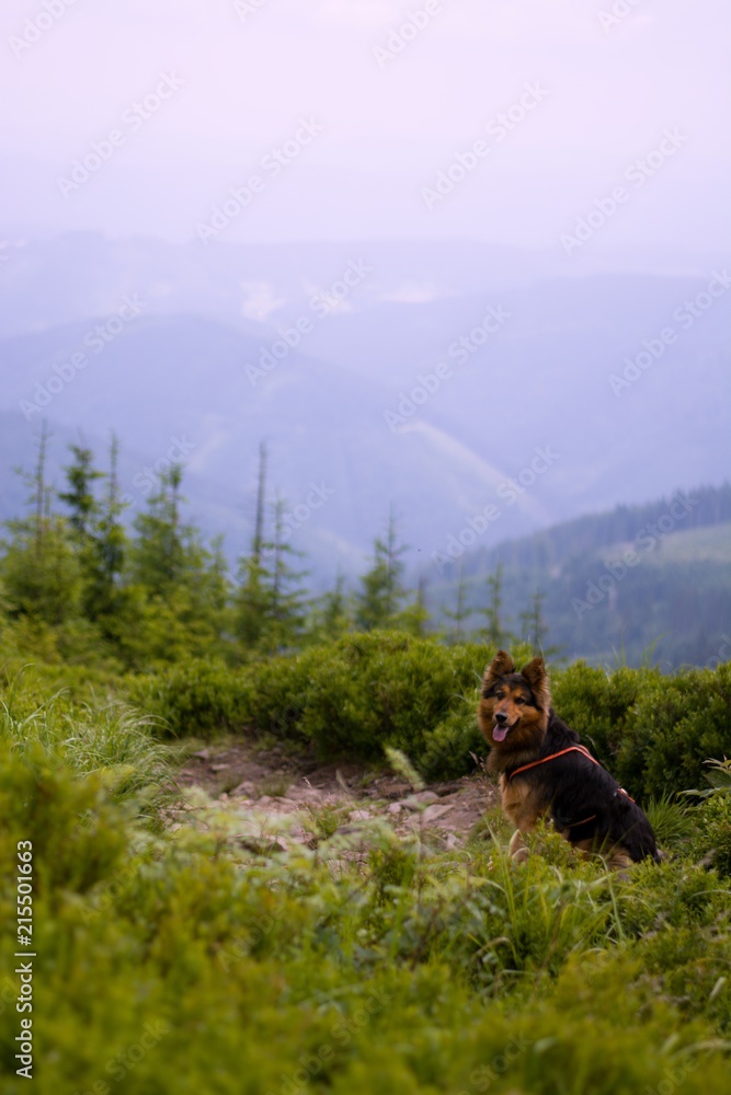 Mountain trip with my dog
