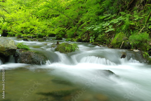 緑の美しい川 © 石川 達也