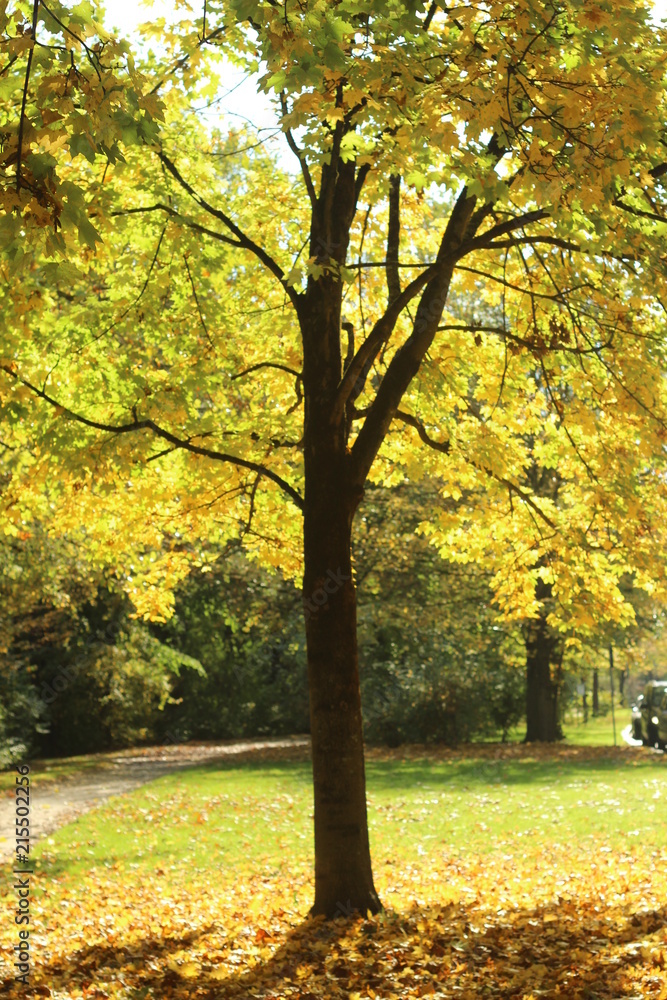 tree in autumn, germany