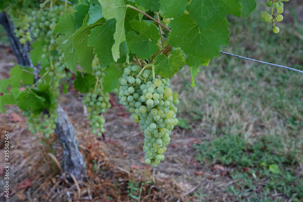 Grapes are ripening in the vineyard