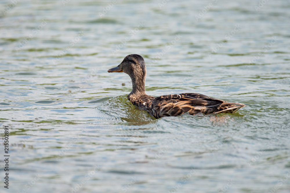 Garganey (Anas querquedula), female, close-up on a river Garganey (Anas querquedula), female, close-up on a river