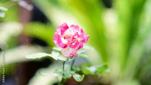 Pink flower macro. photo