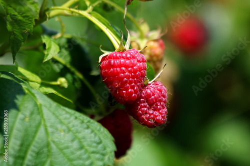 Red ripe berries of raspberry 