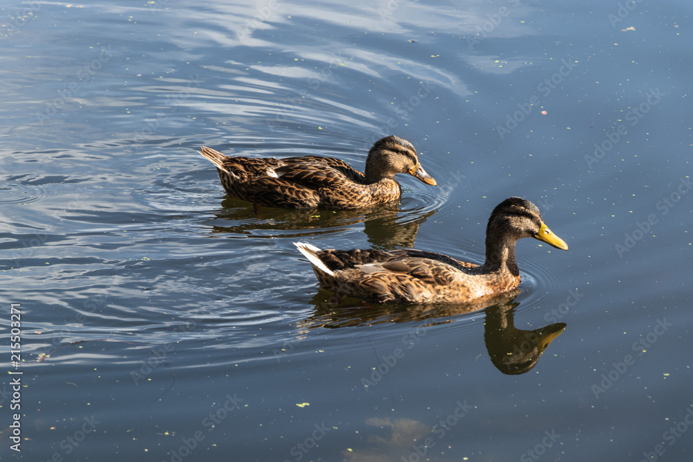 Ducks Ducks