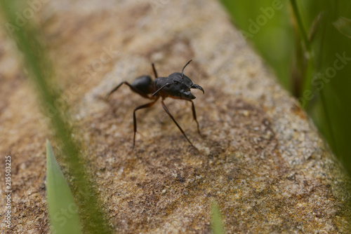 Ant macro on stone © Dredd