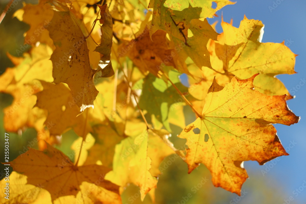 colorful autumn leaves, germany colorful autumn leaves, germany