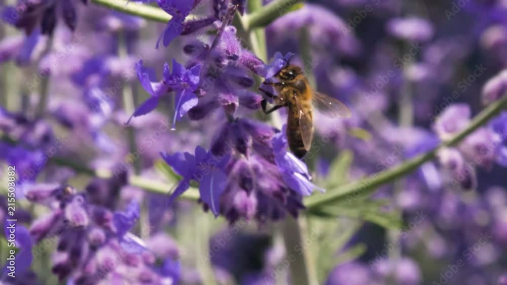 Close up of honey bee collecting pollen on two different purple flowers. Summer UK Close up of honey bee collecting pollen on two different purple flowers. Summer UK