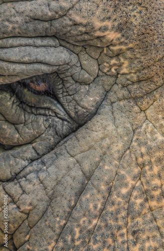 Closeup of the eye and skin an asian elephant