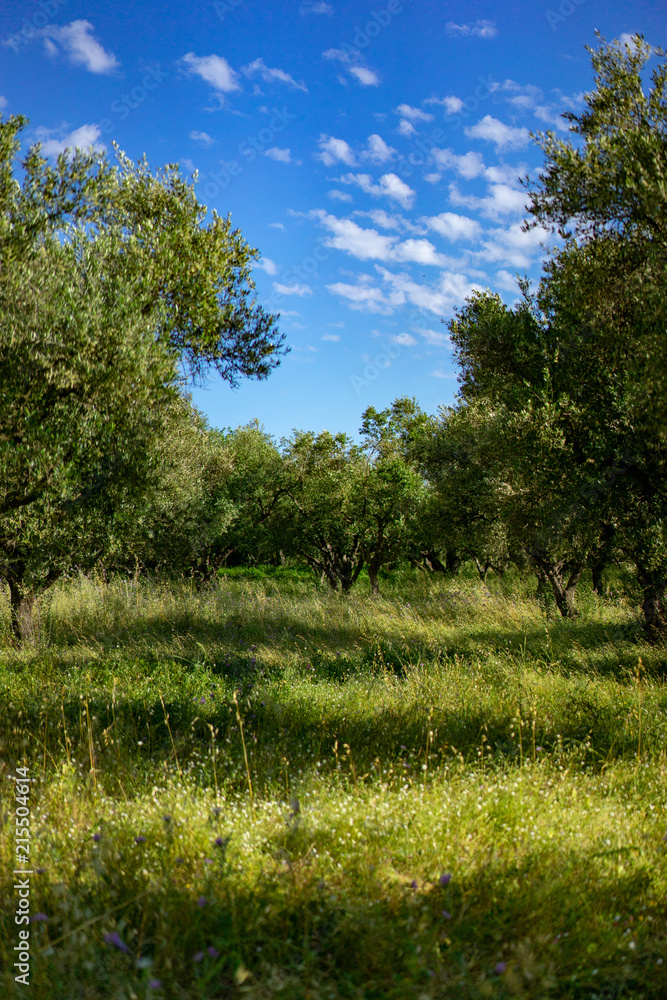 Obraz premium olive trees in Greece