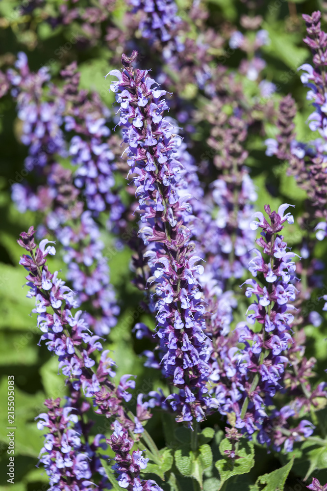 Salvia pratensis 'Indigo' an herbaceous blue springtime summer flower plant commonly known as clary indigo or meadow sage Salvia pratensis 'Indigo' an herbaceous blue springtime summer flower plant commonly known as clary indigo or meadow sage