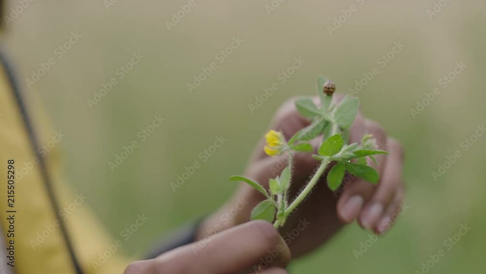 close up of ladybug insect crawling on green leaf woman hands holding plant close up of ladybug insect crawling on green leaf woman hands holding plant