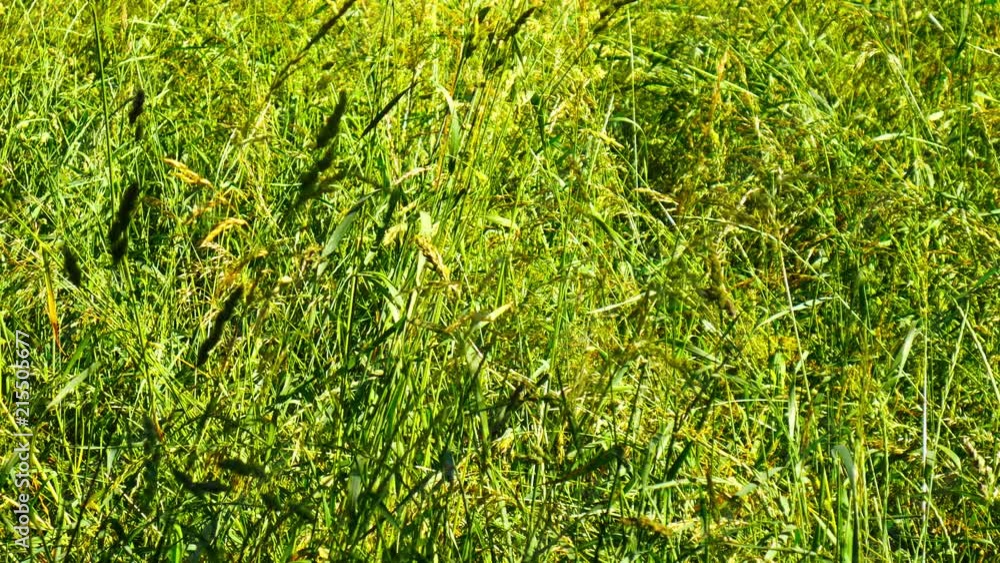View on windblown fresh green grass on a meadow on summer.
View on windblown fresh green grass on a meadow on summer.