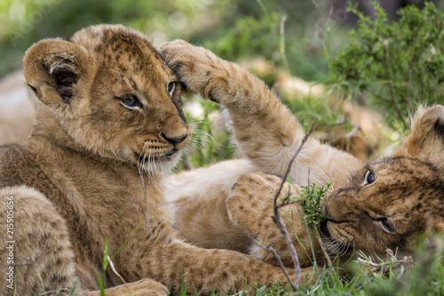 Photography Lion cubs playing in the Masai Mara National Park in Kenya