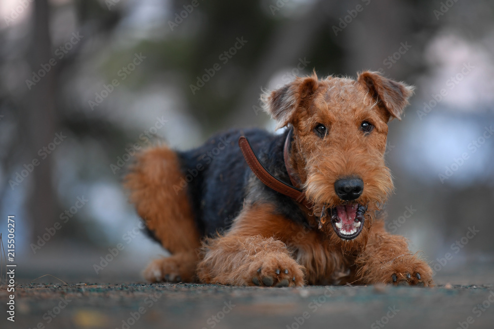 Airedale Terrier dog - puppy 7.5 month old. Airedale Terrier dog - puppy 7.5 month old.