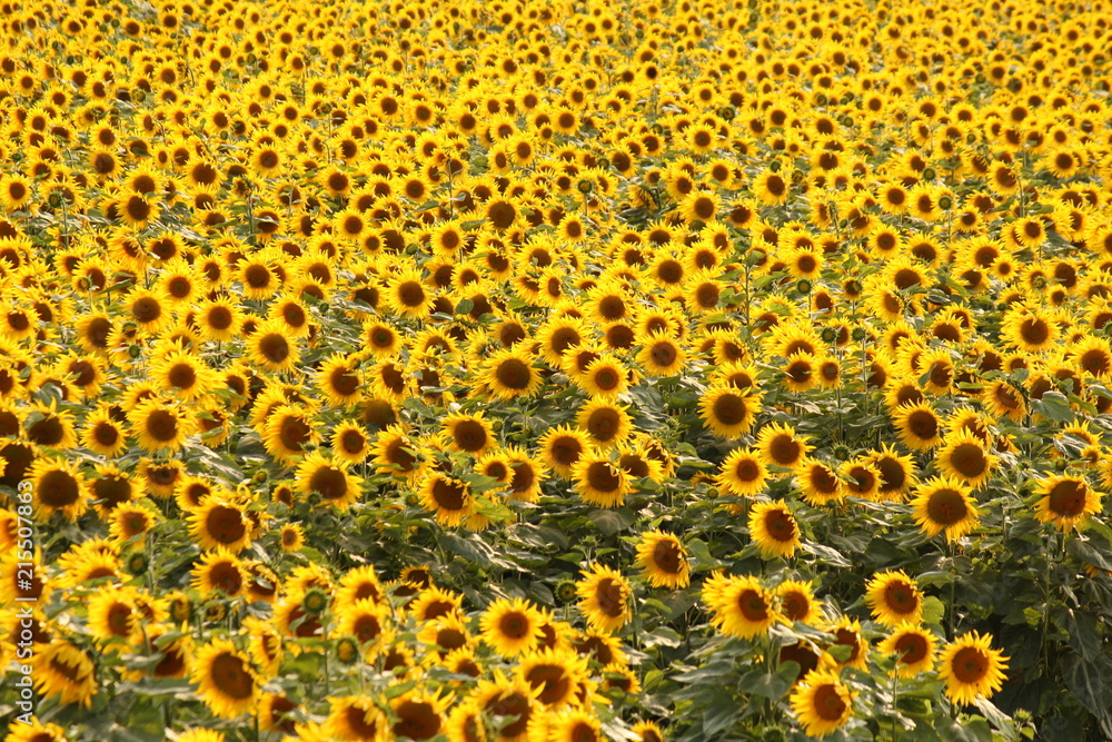 a beautiful field of yellow flowering sunflowers in summer a beautiful field of yellow flowering sunflowers in summer