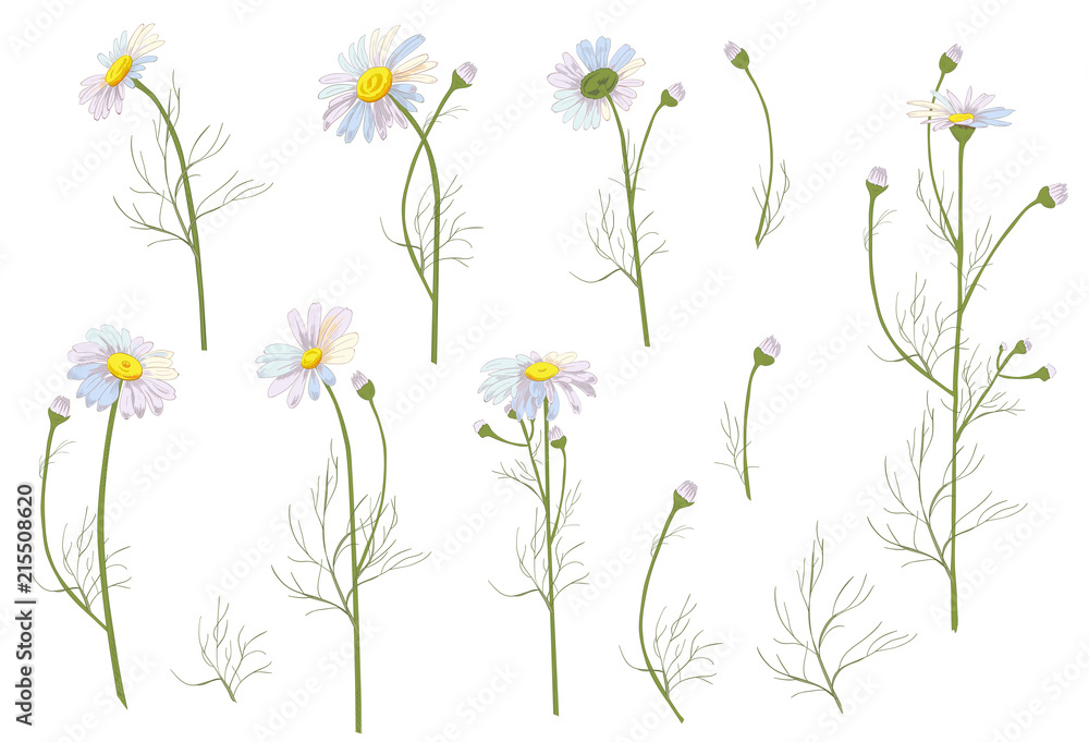 Daisy Leaves Drawing