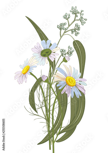 Set of Chamomile (Daisy) bouquets: white flowers, buds, green leaves (eucalyp...