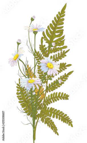 Set of Chamomile (Daisy) bouquets: white flowers, buds, green leaves (forest ...