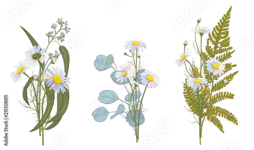 Set of Chamomile (Daisy) bouquets: white flowers, green leaves (fern, eucalyptus seeded, silver dollar). Realistic botanical sketch on white background, hand draw illustration in vintage style, vector