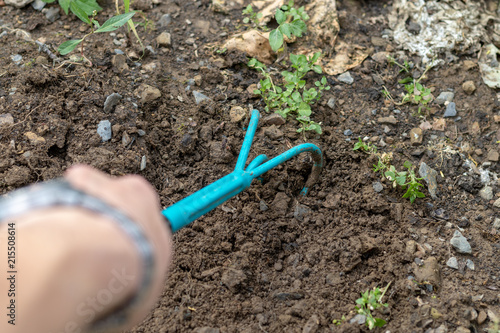 Blaue Harke in der Hand eines Mannes bei der Arbeit im Beet