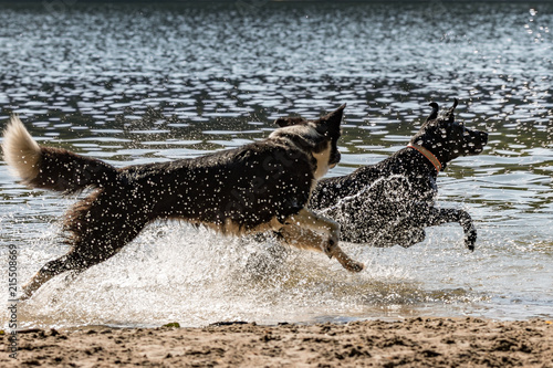 spielende Hunde am Badesee photo