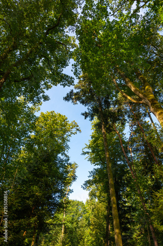 Baumkronen im Sommer im Wald mit blauem Himmel 