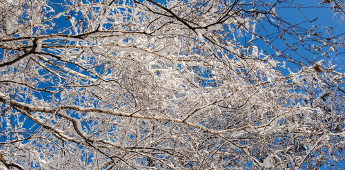 Wallpaper Mural Branches of trees covered with snow against the blue sky in the forest. Torontodigital.ca