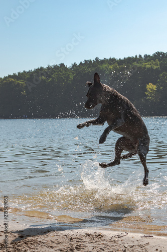 Im Wasser springender Hund photo