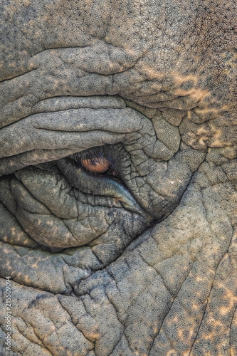 Closeup of the eye and skin an asian elephant © Luis