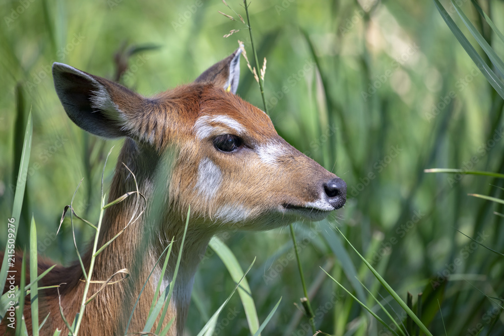 Deer At Odense Zoo In Denmark Stock Photo Adobe Stock