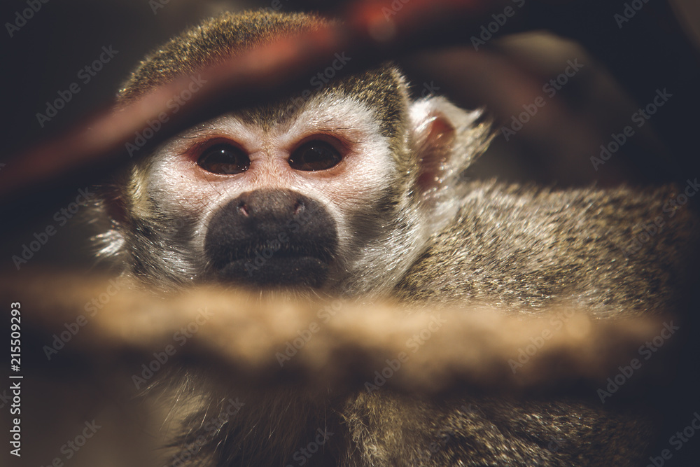 Obraz premium monkey