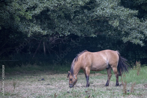 Horse on farm in Denmark