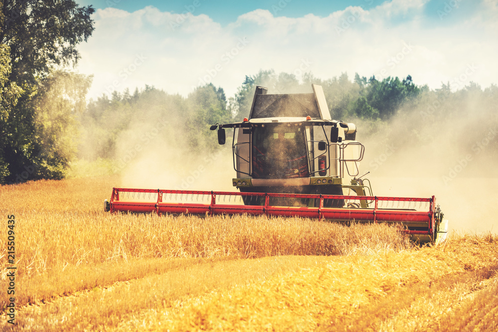 Fototapeta premium combine harvester working on the cereal field
