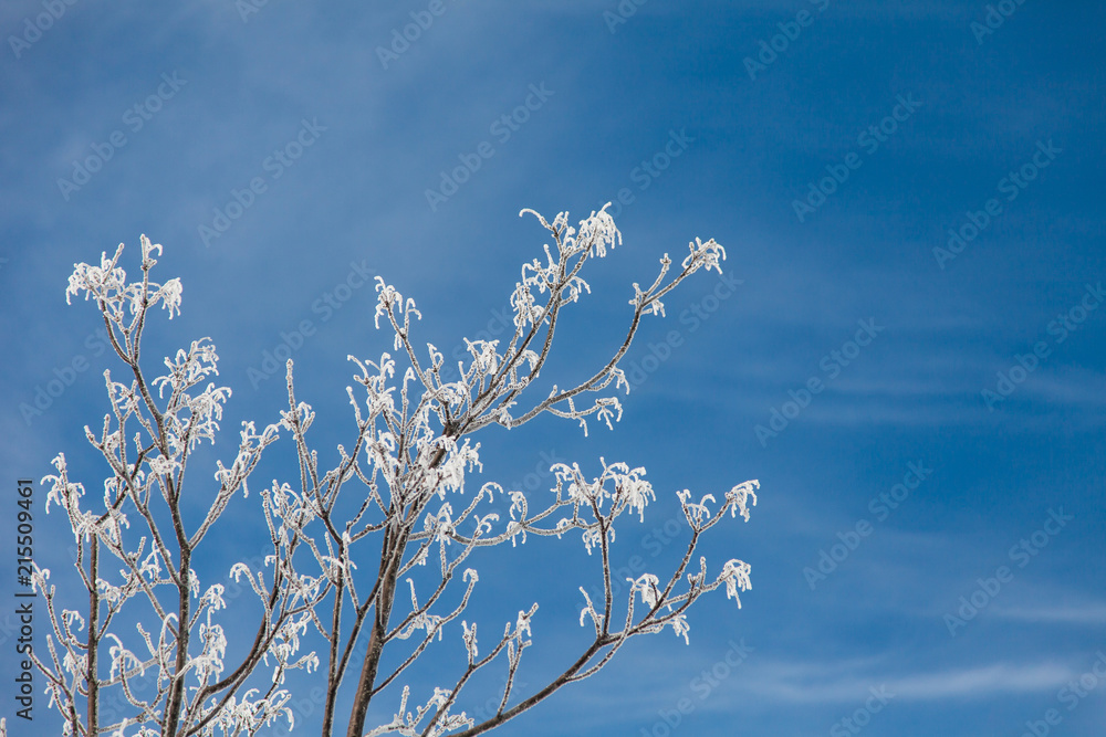 Winter Christmas background of snowy tree branches on blue sky with free place for text.