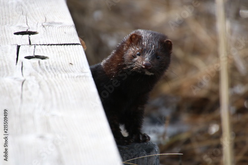 Bild auf Leinwand Cute american mink