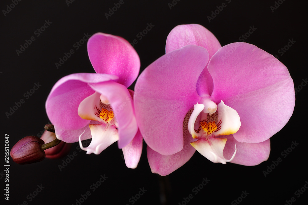 Obraz premium Pink-white orchid (orchidaceae) flower on the black background