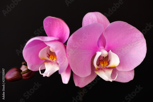 Pink-white orchid  orchidaceae  flower on the black background