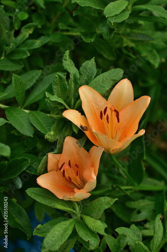 Flower Red Lily on a blurred background