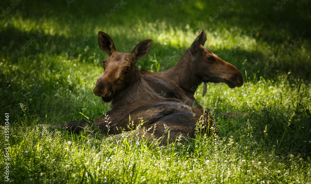 Fototapeta premium two moose