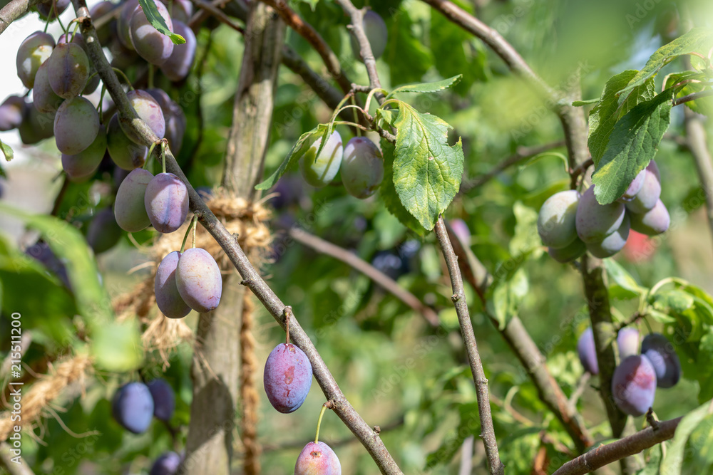 Some ripe plums at the plum tree in the sun Some ripe plums at the plum tree in the sun