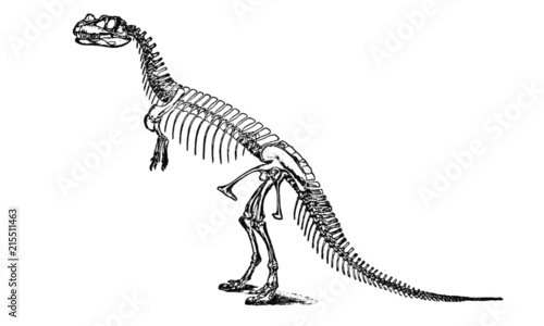Vintage Dinosaur Skeleton Illustration