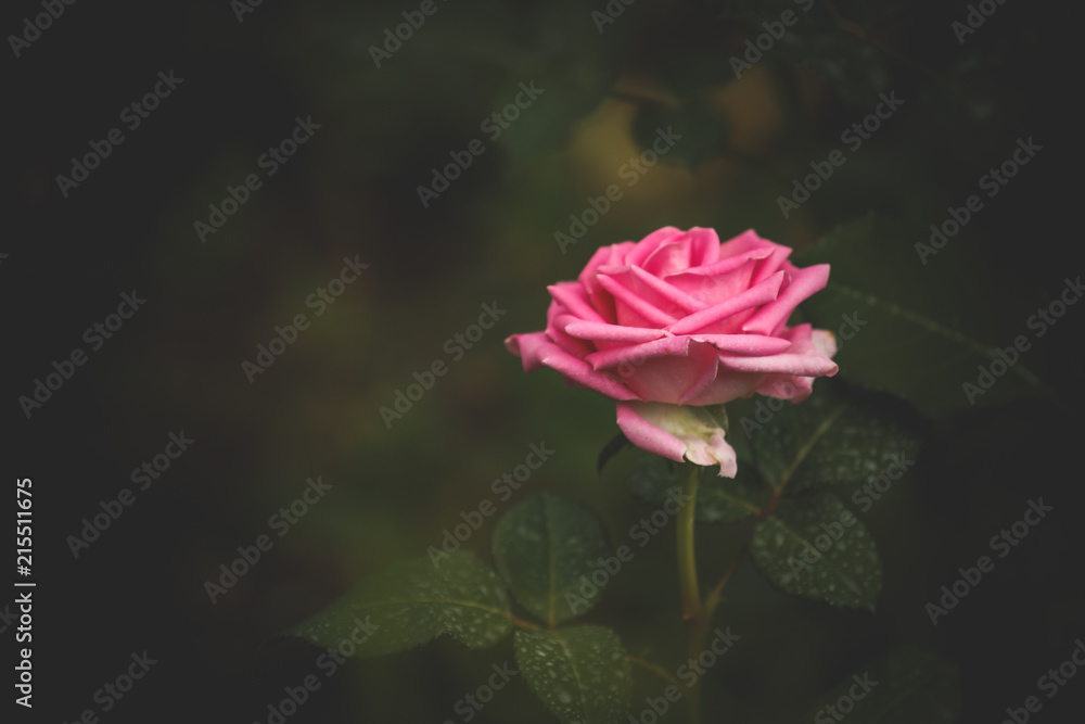 rose rose
