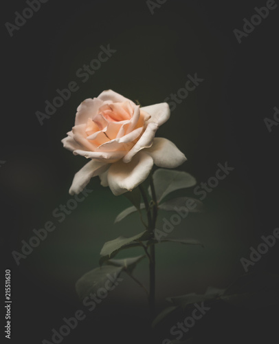 Naklejka rose