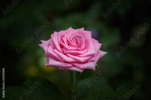 Wallpaper Mural rose Torontodigital.ca