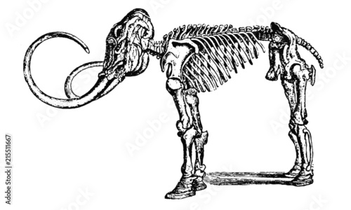 Vintage Mammoth Skeleton Illustration