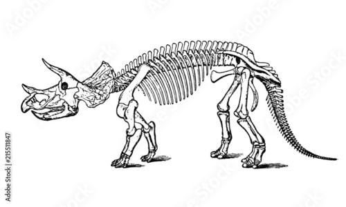 Vintage Dinosaur Skeleton Illustration © RetroDepot