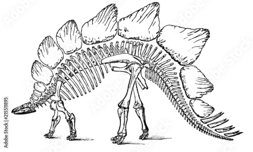 Vintage Dinosaur Skeleton Illustration © RetroDepot
