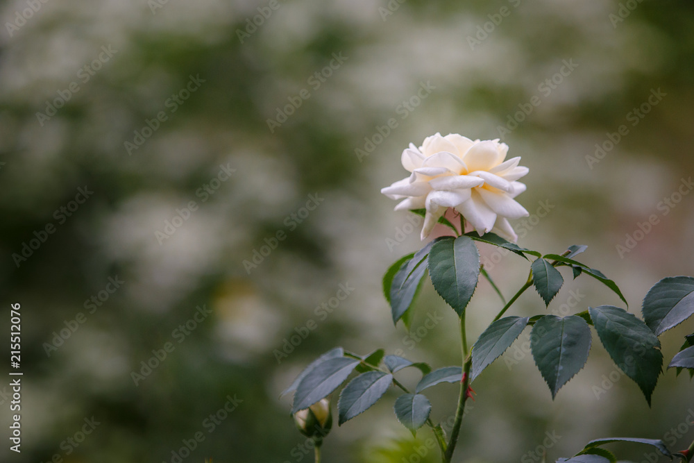 Obraz premium rose